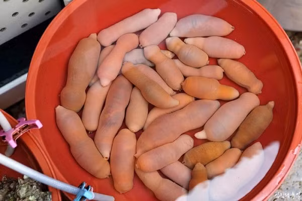 Loài cá kỳ dị giống giun này chủ yếu ăn vi khuẩn, phù du và một số sinh vật nhỏ khác, sử dụng màng nhầy như một tấm lưới gom thực phẩm. Tuy nhiên, chúng lại bị đe dọa bởi rất nhiều loài động vật - bao gồm hải ly, cá mập, hải cẩu, và thậm chí là cả con người.