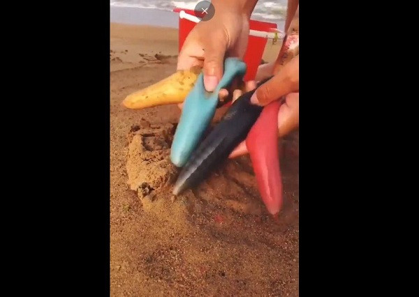 Nhiều người dùng Twitter bình luận đây là một loài cá kỳ dị có hình dạng giống giun, được gọi là "cá của quý". Chúng được tìm thấy đa phần ở khu vực Đông Á và Bắc Mỹ.