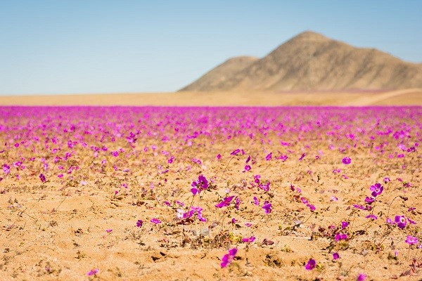 Những lần hiếm hoi Atacama đón trận mưa "quý như vàng" khiến rừng hoa cẩm quỳ bất ngờ nở rộ trên mảnh đất khô cằn này, tạo nên cảnh quan ngoạn mục hiếm có.