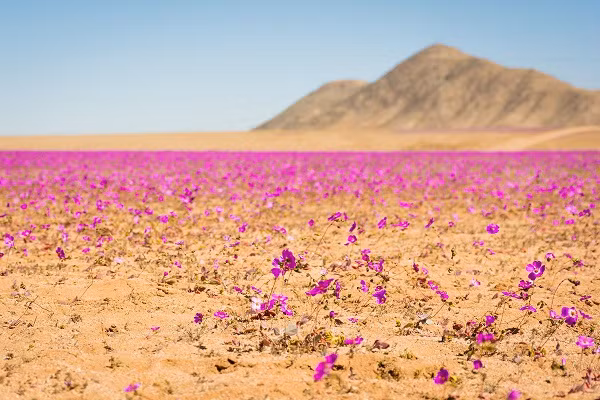 Những lần hiếm hoi Atacama đón trận mưa "quý như vàng" khiến rừng hoa cẩm quỳ bất ngờ nở rộ trên mảnh đất khô cằn này, tạo nên cảnh quan ngoạn mục hiếm có.