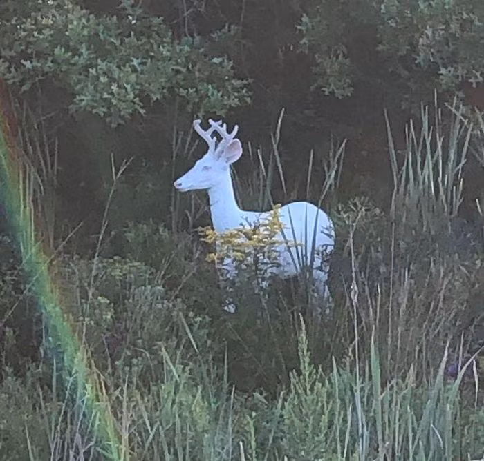 Một số loài động vật kì dị khi được sinh ra với vẻ ngoài khác lạ với họ hàng của chúng. Nhưng, cũng có những loài động vật có vẻ ngoài khác thường và nổi bật lại là đại diện tiêu biểu cho giống loài của chúng.