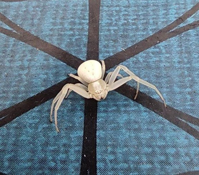 Con nhện bạch tạng quả là loài động vật hiếm có khó tìm.