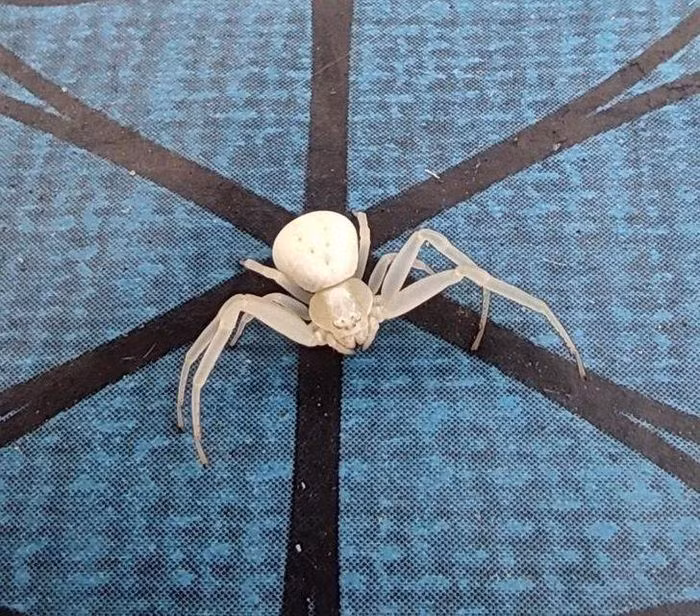 Con nhện bạch tạng quả là loài động vật hiếm có khó tìm.
