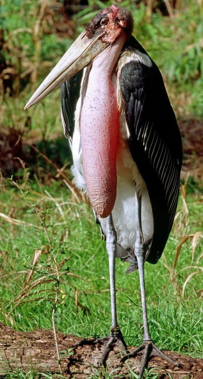 Cò Marabou là một loài chim lội lớn trong họ Hạc. Nó là loài ở châu Phi phía nam sa mạc Sahara, trong môi trường sống ẩm ướt và khô cằn.