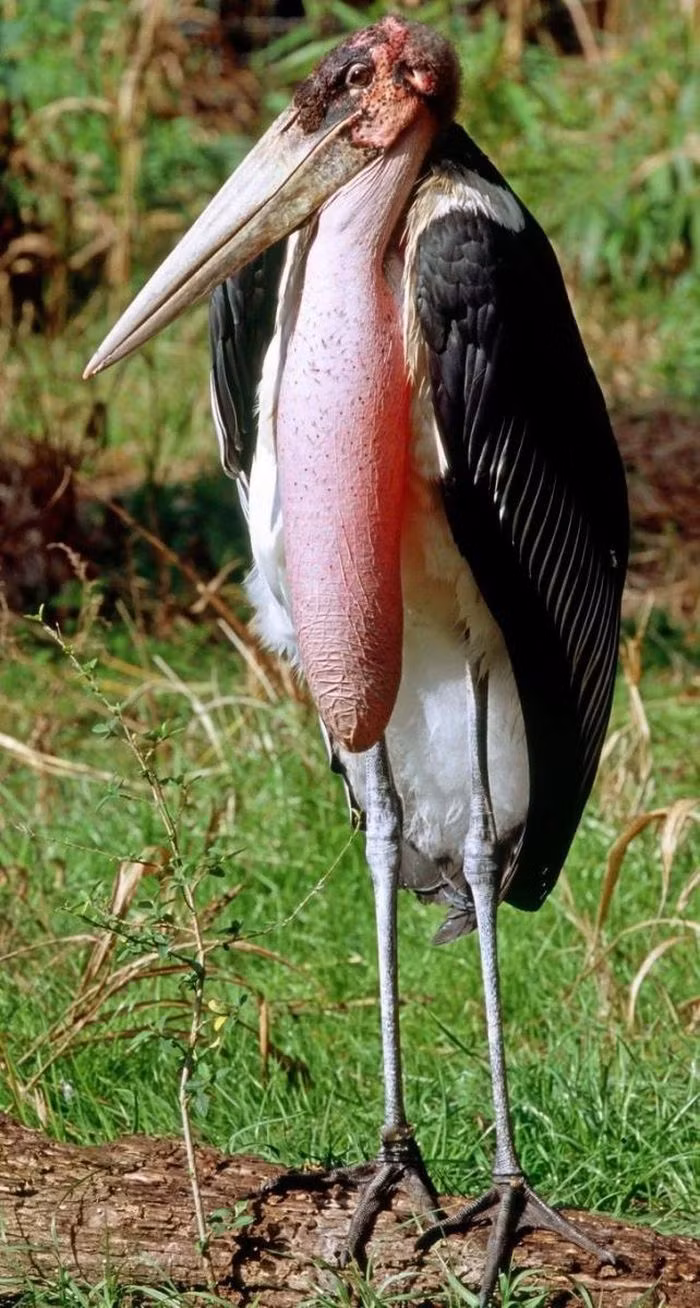 Cò Marabou là một loài chim lội lớn trong họ Hạc. Nó là loài ở châu Phi phía nam sa mạc Sahara, trong môi trường sống ẩm ướt và khô cằn.