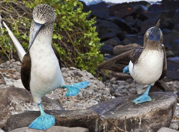 Cặp boobies chân xanh này được bắt gặp ở quần đảo Galapagos trong một nghi lễ tán tỉnh. Sở hữu ngoại hình khác lạ, cặp boobies này giống như động vật ngoài hành tinh.
