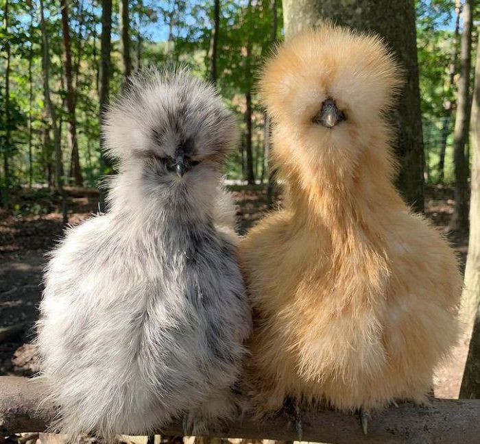 Những chú gà này có vẻ ngoài khiến nhiều người lầm tưởng là loài chim.