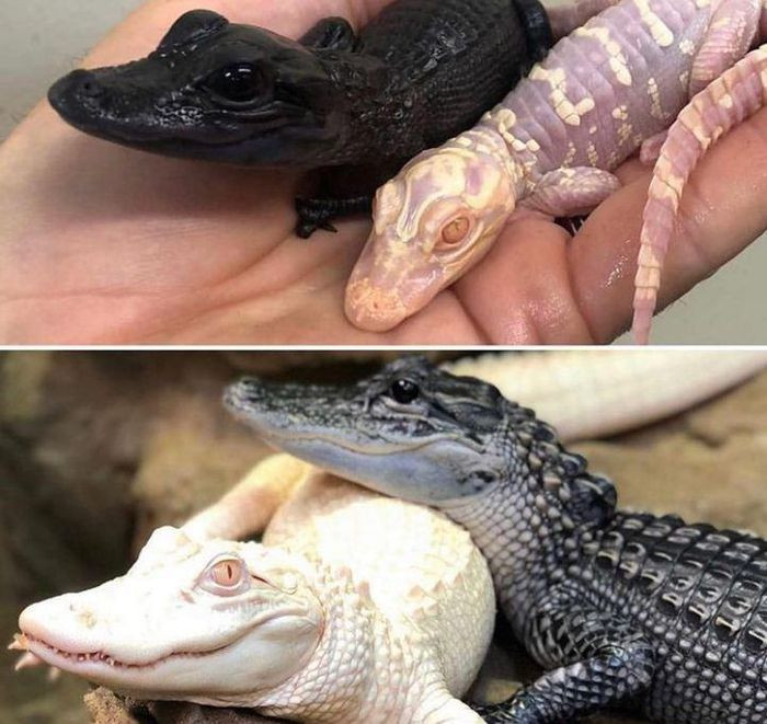 Salt and Pepper là những con cá sấu mắc bệnh bạch tạng và mắc bệnh melanism.