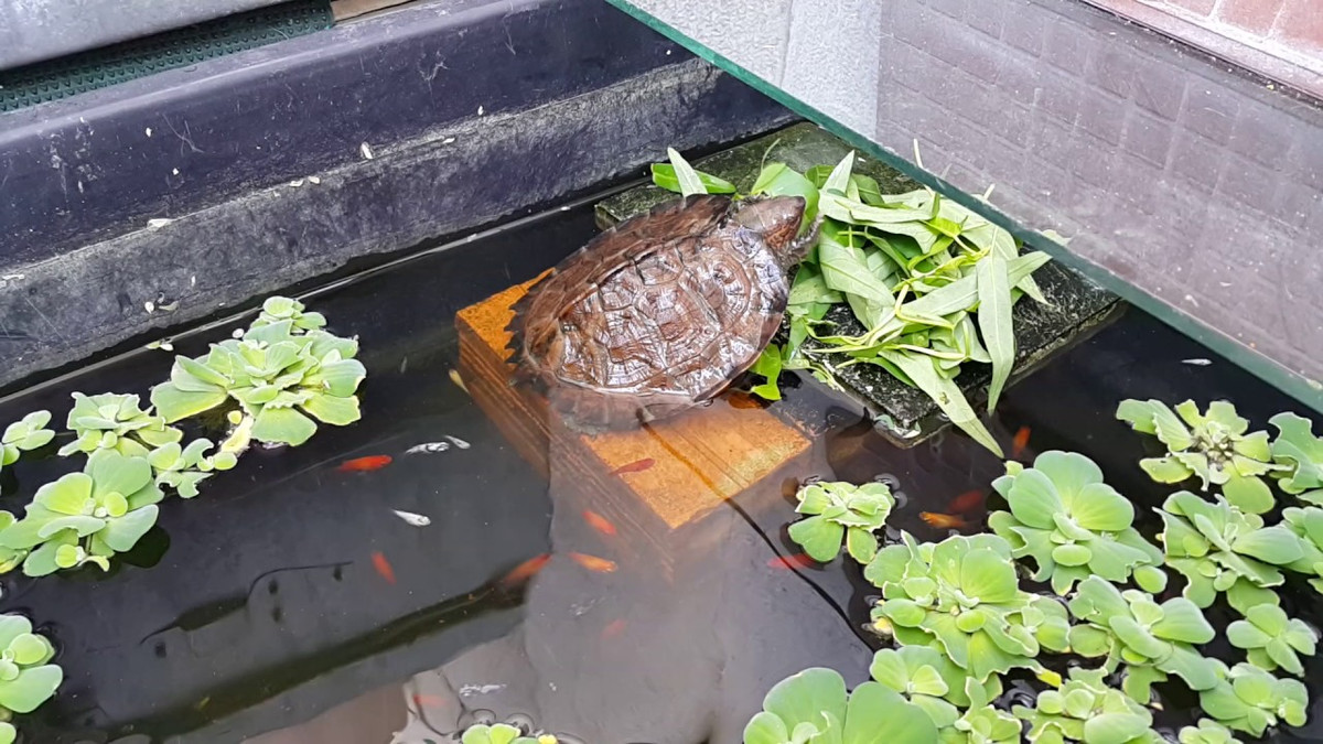 Yếm rùa cứng, có hoa văn rẽ quạt trên yếm, nền yếm có màu vàng (đặc điêm này để phân biệt với rùa đất pulkin (yếm vàng không rẽ quạt, có khả năng khép 1 phần) và rùa đất sepon (yếm nâu hoặc đen hoàn toàn, có khản năng khép 1 phần). Khi còn nhỏ mai rùa tròn, có riềm mai răng cưa, khi lớn lên mai rùa dài ra thành hình bầu dục.