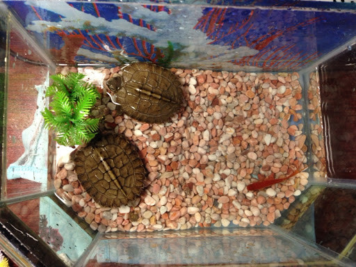 Rùa sen vàng là loài rùa đất nhưng vẫn có thể sinh trưởng bình thưởng ở môi trường đất.