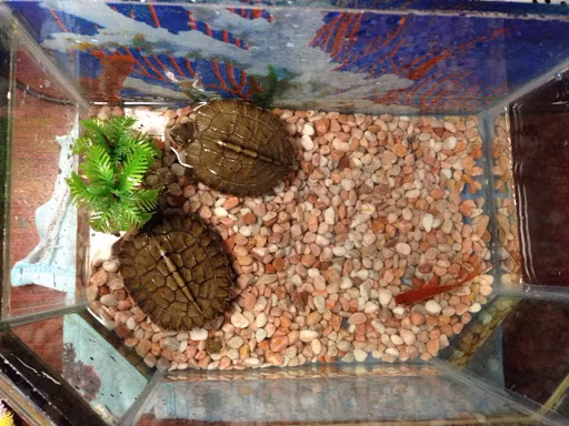 Rùa sen vàng là loài rùa đất nhưng vẫn có thể sinh trưởng bình thưởng ở môi trường đất.