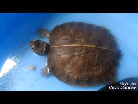 Đầu rùa có màu nâu nhạt xem lẫn các sọc màu cam. Mắt màu nâu đen, mõm rùa cứng và có nhô ra 2 mấu nhỏ tại đầu mõm như 2 chiếc răng của rùa (đặc điểm này để phân biết với rùa răng).