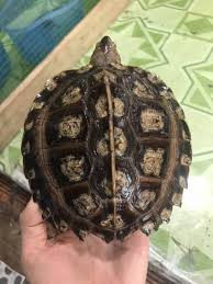 Nếu không phân biệt kĩ, người dân có thể nhầm lẫn rùa sen vàng với một loại rùa đất khác là rùa sen đen có đặc điểm gần giống nhưng kích thước lớn hơn.