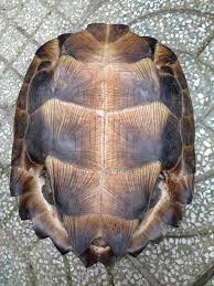 Rùa sen vàng hiện đang suy giảm số lượng trong tự nhiên. Nhiều người chơi sinh vật cảnh cho biết đây là loại rùa không hiếm đối với giới nuôi rùa cảnh. Tuy nhiên, nhiều người nuôi rùa cảnh lâu năm cũng đã khẳng định, loài sen vàng đang rao bán trên mạng thực chất không phải thuần chủng, rùa sen vàng hay rùa đất lớn là loài quý hiếm, không dễ nhìn thấy.