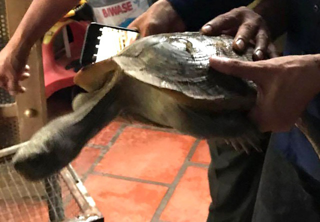 Qua xác minh, lực lượng chức năng xác định đây là một cá thể rùa đất lớn thuộc loài nguy cấp quý hiếm nhóm IIB nên Chi cục Kiểm lâm tỉnh Bình Dương đang xây dựng phương án báo cáo Sở Nông nghiệp và Phát triển nông thôn tỉnh trình UBND tỉnh ra quyết định phê duyệt để thả về môi trường tự nhiên phù hợp với loài.