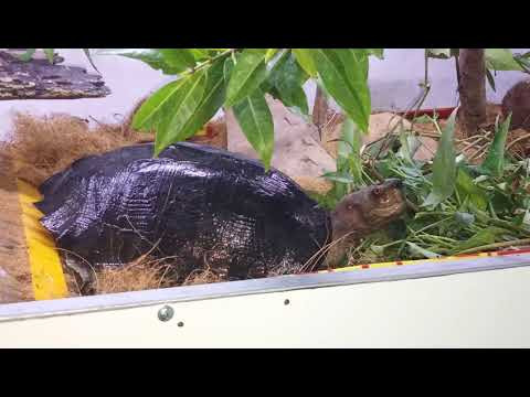 Sen vàng là loài rùa có kích thước lớn nhất nhì trong các loài rùa của nước ta. Kích thước chúng có thể lớn tới 25 kg và chiều dài lên tới gần 50cm...