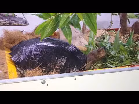 Sen vàng là loài rùa có kích thước lớn nhất nhì trong các loài rùa của nước ta. Kích thước chúng có thể lớn tới 25 kg và chiều dài lên tới gần 50cm...