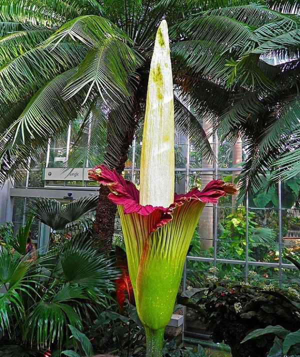 Loài hoa độc đáo từ hình dạng đến cái tên này có tên hoa xác chết (Titan arum) nở cực kỳ ít mà tàn rất nhanh (nhiều nhất là 36 tiếng). Sở dĩ có cái tên đáng sợ bởi loài hoa này khi nở có mùi thịt thối rất hăng để thu hút ruồi và bọ cánh cứng đến thụ phấn.