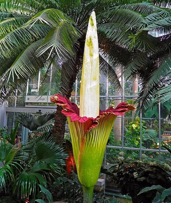 Loài hoa độc đáo từ hình dạng đến cái tên này có tên hoa xác chết (Titan arum) nở cực kỳ ít mà tàn rất nhanh (nhiều nhất là 36 tiếng). Sở dĩ có cái tên đáng sợ bởi loài hoa này khi nở có mùi thịt thối rất hăng để thu hút ruồi và bọ cánh cứng đến thụ phấn.