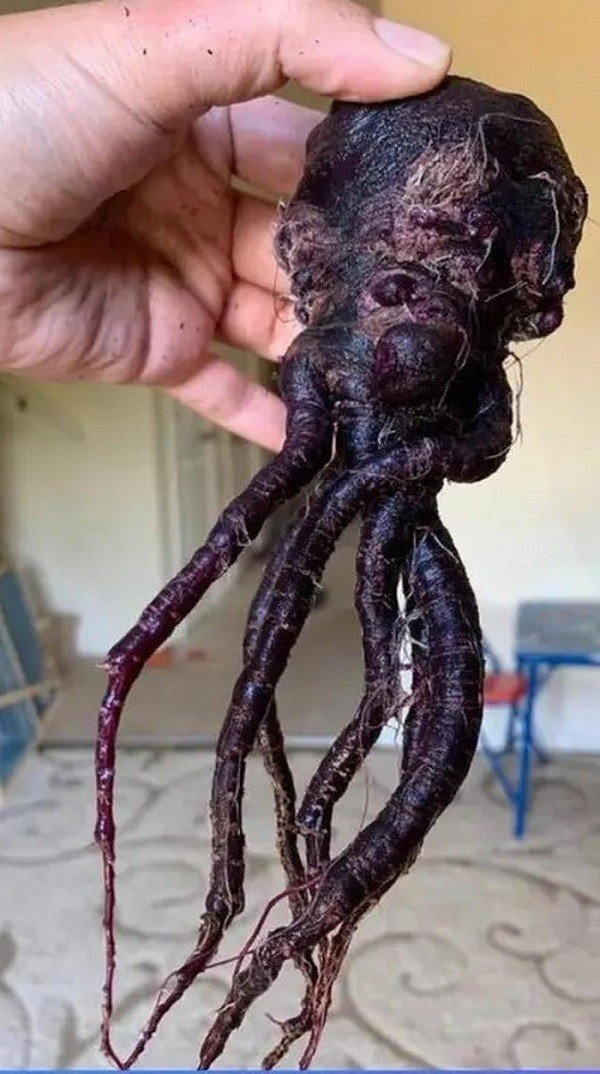 Củ cà rốt bị biến thể cả về màu sắc và hình dạng khiến người ta liên tưởng đến bạch tuộc quái vật trong truyền thuyết.