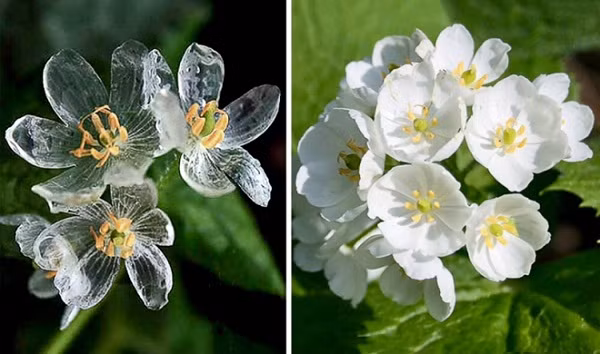 Loài hoa đặc biệt biết...tàng hình mỗi khi tiếp xúc với nước này có tên là Diệp Hà Sơn, xuất hiện nhiều ở vùng rừng núi của Nhật Bản, nơi có nhiệt độ cực lạnh. Khi gặp nước, đường gân trắng của cánh hoa sẽ hiện ra dáng vẻ nhìn như thể các khung xương, bởi vậy, loài hoa độc đáo này còn có biệt danh nghe rất kỳ dị là ''hoa xương''.