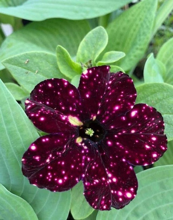 Hoa petunia (chi dã yên thảo) sở hữu màu sắc như hút trọn cả bầu trời sao kỳ ảo trên mỗi cánh hoa.