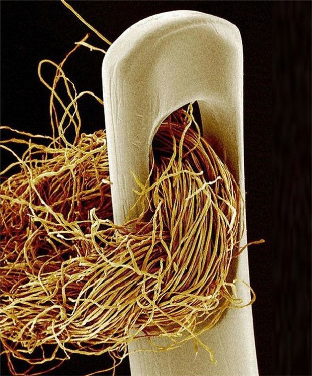 Cận cảnh sợi chỉ luồn qua đầu nhỏ của kim khâu.