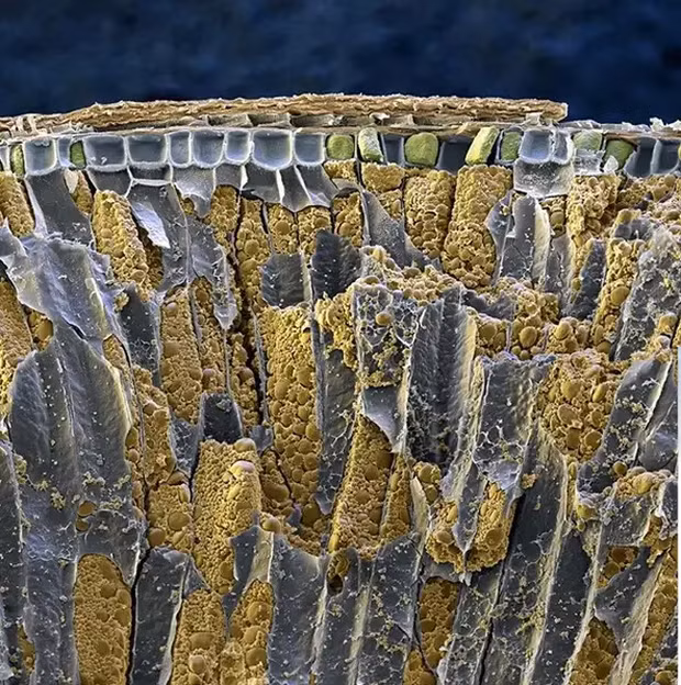 Team sợ lỗ nhất định sẽ rùng mình khi xem ảnh zoom cận của lúa mì.