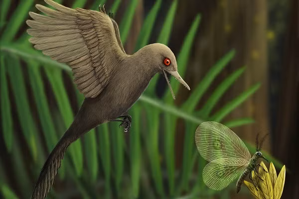 Bất ngờ tìm ra loài khủng long nhỏ nhất Thế giới - Hình 2 Bat ngo tim ra loai khung long nho nhat The gioi-Hinh-2