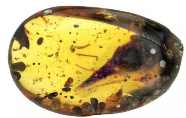 Bat ngo tim ra loai khung long nho nhat The gioi