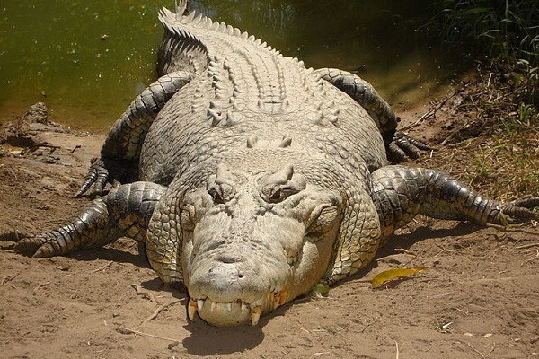 Các đầm lầy trên đảo là ngôi nhà tự nhiên rộng lớn của rất nhiều loài cá sấu nước mặn khổng lồ, khi phát hiện con mồi chúng sẽ nhanh chóng lao lên khỏi mặt nước và hạ gục trong phút chốc.