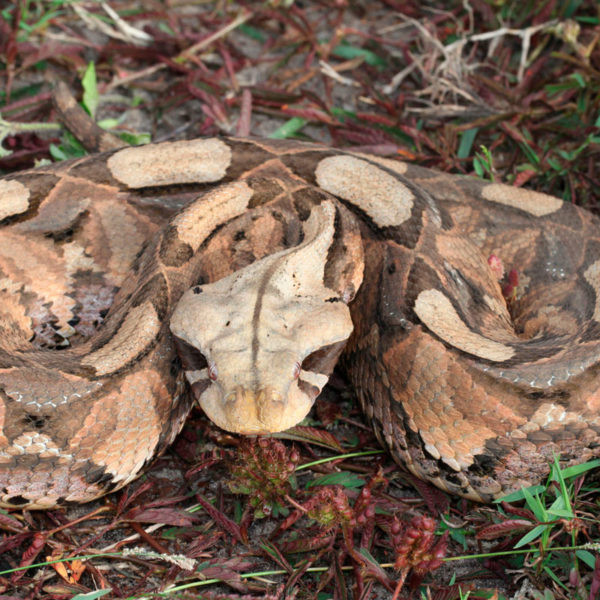 Với chiều dài tối đa có thể tới hơn 2m, nặng hơn 20kg, đây là loài rắn hổ lục lớn nhất thế giới. Đây cũng là loài rắn độc có răng nanh dài nhất thế giới do vậy, liều lượng nọc độc của rắn hổ lục Gaboon cao hơn bất kỳ loài rắn độc nào khác.