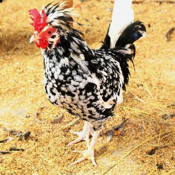 Một trong những loài thú cưng của giới siêu giàu Việt không thể không kể đến gà quý phi, hay gà hoàng gia. Giống gà này có nguồn gốc từ nước Anh với đặc điểm nổi bật là chiếc mào phật thủ - yếu tố khiến cho chúng trở nên đắt đỏ.