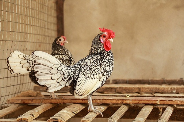 Gà vảy cá được bán với giá đắt đỏ, những con có màu lông càng đẹp thì giá trị càng cao. Trung bình gà được bán với giá 5-7 triệu đồng/con.