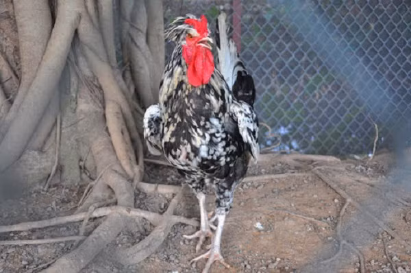 Giống gà này có bộ lông trắng - đen đặc trưng, chân có nhiều cựa sắc nhọn gần giống như giống gà 9 cựa "trong truyền thuyết'' của Việt Nam.