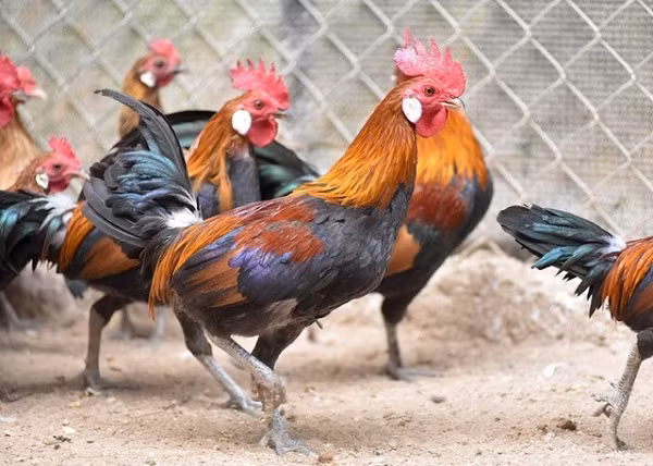 Con đực khi trưởng thành có sải cánh dài 20-25cm, màu lông đỏ tía, nặng từ 1 đến 1,5kg, trong khi con cái chỉ có màu lông nâu xỉn và kích thước nhỏ bé hơn.