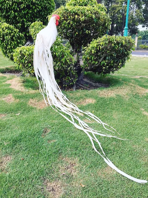 Tại Việt Nam gà đuôi dài Onagadori hiện là thú chơi khá phổ biến trong giới đại gia Việt hay những người mê sinh vật cảnh. Gà trưởng thành đuôi dài từ 1,5 m đến 2 m đã có giá từ 30-50 triệu đồng/con. Những con đặc biệt đẹp có thể có giá lên tới hơn trăm triệu đồng.