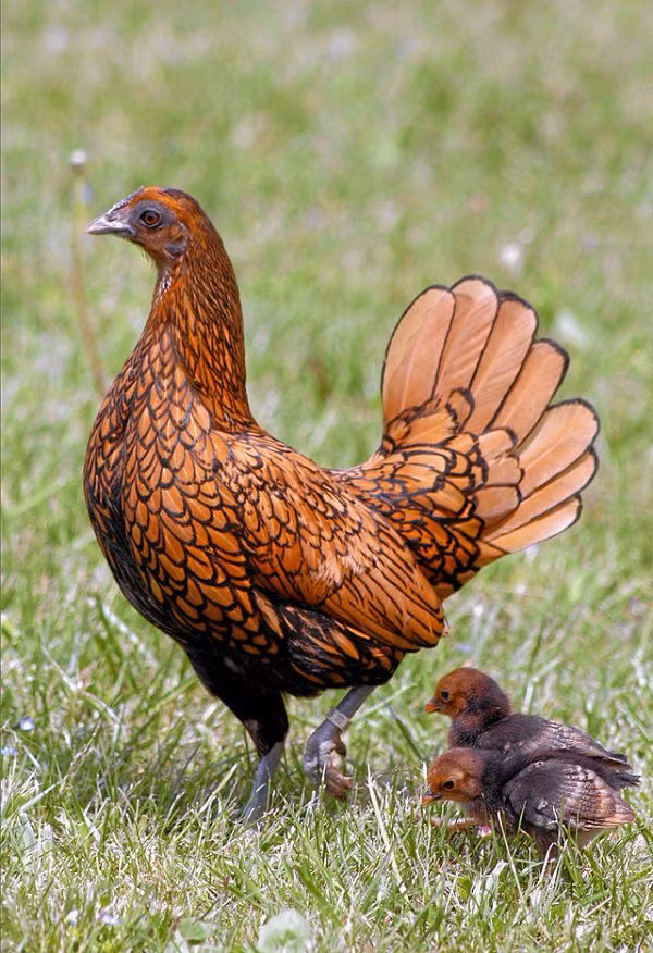 Giống gà này khá nhỏ, những con trưởng thành cũng chỉ 600-800gram.