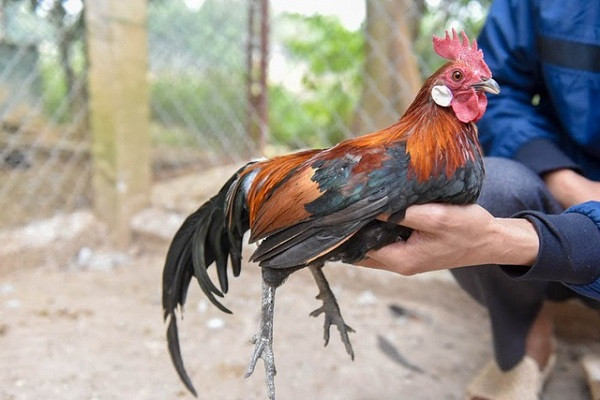 Gà rừng tai trắng thuần chủng có giá từ 700 - 1 triệu đồng/kg, đủ để thấy loài gà này hiếm và được ưa chuộng thế nào.