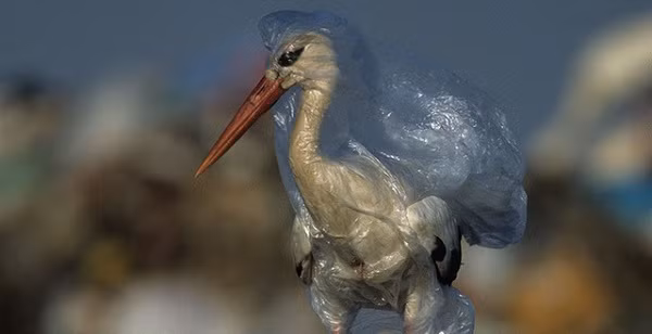 Chưa kể, COVID-19 khiến tất cả các nhà máy sản xuất và xử lý đều phải đóng cửa bởi tái chế không được coi là một hoạt động kinh doanh thiết yếu. Ngoại trừ các cơ sở sản xuất túi đựng chất thải y tế, mặt nạ và các sản phẩm liên quan đến chăm sóc sức khỏe.