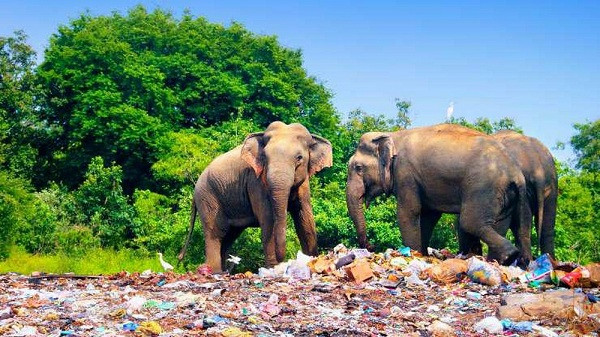 Thời gian này, hầu hết quốc gia ban hành lệnh phong tỏa xã hội khiến nhiều doanh nghiệp quy mô nhỏ lao đao, trong đó có các công ty hoạt động trong lĩnh vực thu gom và phân loại rác thải. Trong khi đó nhu cầu sử dụng của con người vẫn tăng cao, đồng nghĩa rác thải nhựa tràn ngập ở châu Á ngày càng nhiều.