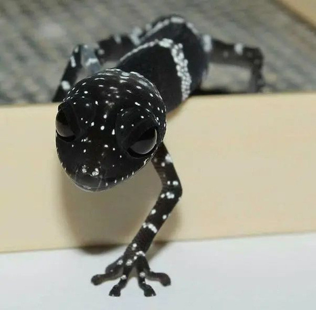 Tắc kè hoa đen (Paroedura masobe). Đây là một loại động vật sống ở Madagascar, có vẻ ngoài hung ác nhưng không hề hung dữ hay có độc.