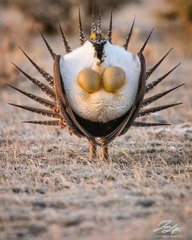 Gà gô trống Centrocercus urophasianus có một cách độc đáo để thu hút những con chim cái. Điệu nhảy tán tỉnh bạn tình của những con gà gô trống được đánh giá là điệu nhảy mãnh liệt nhất trong thế giới các loài chim.