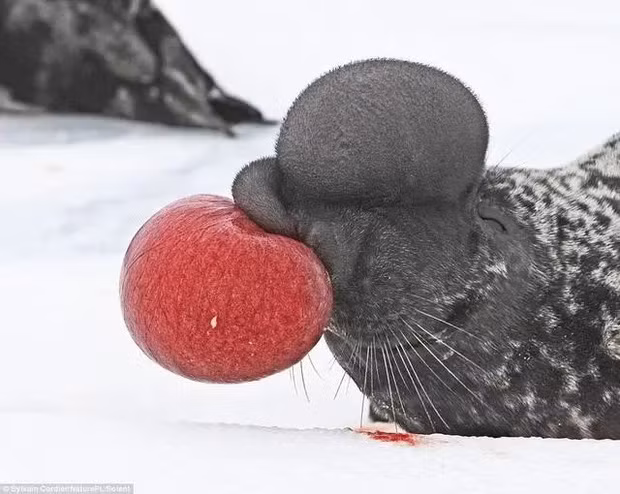 Khoang mũi trên đầu hải cẩu đực có thể phồng lên để phô trương sức mạnh, gây ấn tượng với con cái và xua đuổi những đối thủ khác.