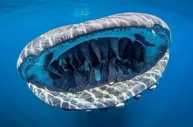 Đáng chú ý chính là những con cá nhỏ nằm trong miệng của cá mập voi. Chúng không phải là thức ăn mà chúng là những "kẻ đi nhờ" trong miệng cá mập voi. Những con cá nhỏ này là cá ép hay còn gọi là cá bám tàu, đôi khi gọi là cá giác mút.