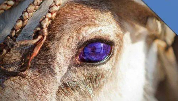 Đây mà đôi mắt của tuần lộc vào mùa đông, loài tuần lộc sống ở Bắc Cực cũng có một lớp tế bào tapetum lucidum (TL) ở sau võng mạc, giúp phản chiếu các bước sóng ánh sáng khác nhau bằng cách thay đổi màu sắc.