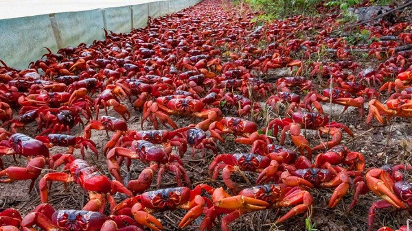 Những con đường nơi đây tràn ngập màu đỏ của những con cua với cặp càng sắc nhọn đáng sợ, vượt qua một chặng đường dài khoảng 8km trong vòng từ 9 - 18 ngày. Bởi vậy hiếm có ai dám bước chân lên đảo này.