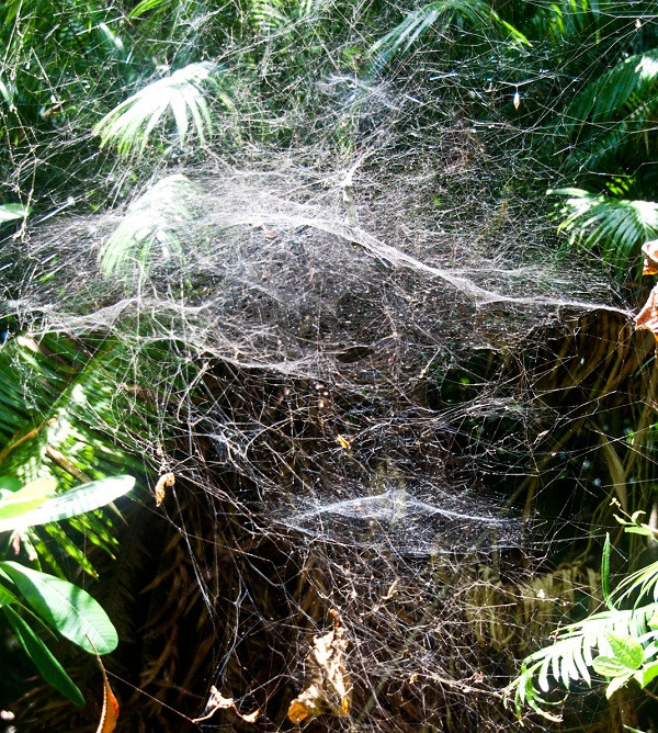 Khi đặt chân lên đảo nhện Guam, Thái Bình Dương, bạn sẽ rợn người khi nhìn thấy bất cứ nơi đâu cũng là mạng nhện cùng hàng nghìn con nhện lớn, nhỏ xung quanh.