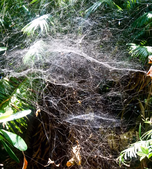 Khi đặt chân lên đảo nhện Guam, Thái Bình Dương, bạn sẽ rợn người khi nhìn thấy bất cứ nơi đâu cũng là mạng nhện cùng hàng nghìn con nhện lớn, nhỏ xung quanh.