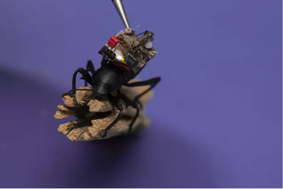Cụm camera siêu nhỏ đặt trên lưng của côn trùng để ghi lại nhiều hình ảnh về tập tính và quần thể của côn trùng.